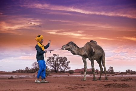 旅行-沙漠-撒哈拉-摩洛哥-骆驼 图片素材