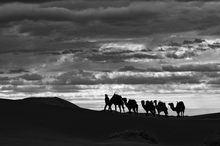 摩洛哥-黑白图片-沙漠-骆驼-剪影 图片素材