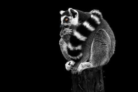 动物园-动物-环尾狐猴-黑白图片-动物 图片素材
