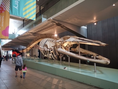 旅行-我的2019-澳大利亚墨尔本-化石-展厅 图片素材