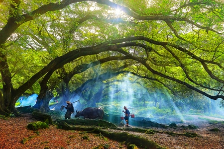 风光-旅行-风景-树-树木 图片素材
