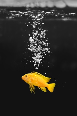 禅机-冒个泡-低饱和-动物-鱼 图片素材