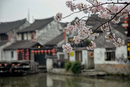 你好2020-宅家-周庄-花-花卉 图片素材