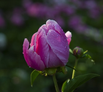 你好2020-武汉加油-宅家-花-花朵 图片素材