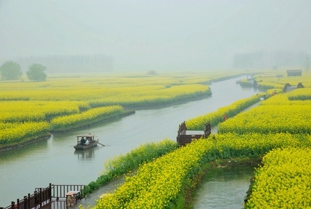 宅家-千垛油菜花-风景-千垛油菜花-油菜花 图片素材