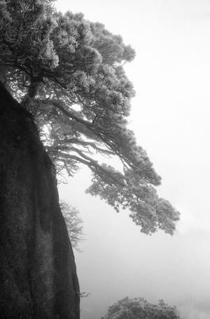 摄影-风光-雾淞-树-风景 图片素材