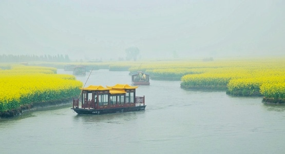 宅家-千垛油菜花-风景-千垛油菜花-油菜花 图片素材