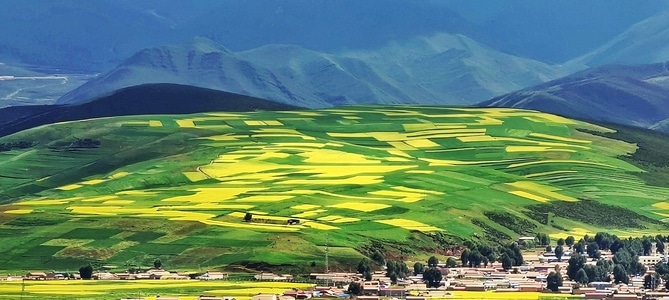 摄影-风景-风光-门源-油菜花田 图片素材