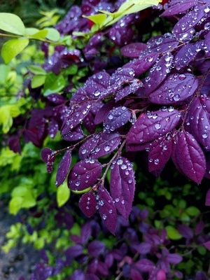 随拍-手机-水珠-雨珠-露珠 图片素材