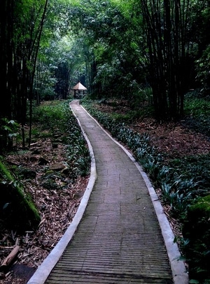 随拍-手机-自然-风景-道路 图片素材