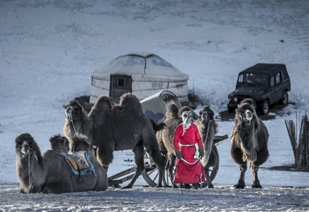 坝上-冬-骆驼-牧民-雪地 图片素材
