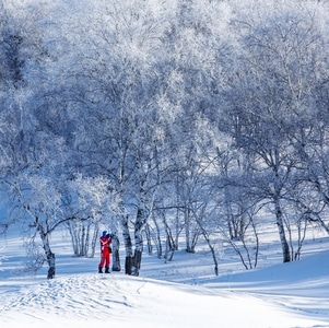 坝上-雪的吸引-雪景-坝上-树 图片素材