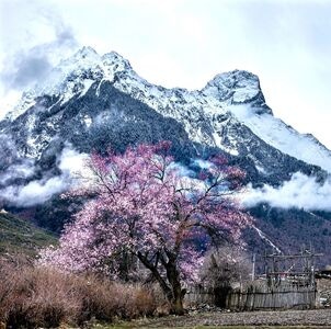 西藏-波密-桃花-风景-山 图片素材