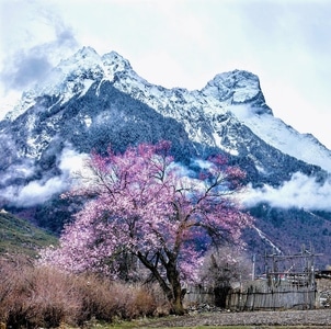 西藏-波密-三月-风景-风光 图片素材
