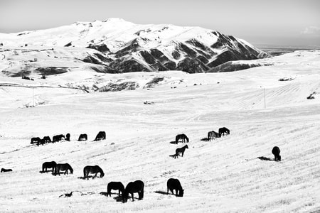 黑白-雪山-牛羊-风景-旅途 图片素材