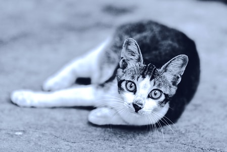 黑白-宠物-猫-眼神-眼睛 图片素材