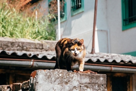 旅拍-塞尔维亚-人像-旅行-猫 图片素材