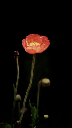 植物-花卉-格桑花-花-花卉 图片素材