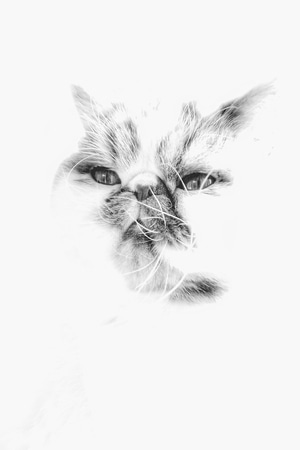 黑白-手机摄影-萌宠-动物-猫 图片素材
