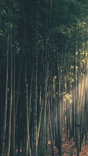 光影-色彩-风景-竹子-竹林 图片素材