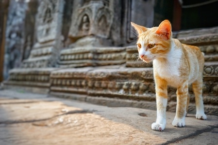 街拍-生活中的小美好-猫-猫咪-橘猫 图片素材