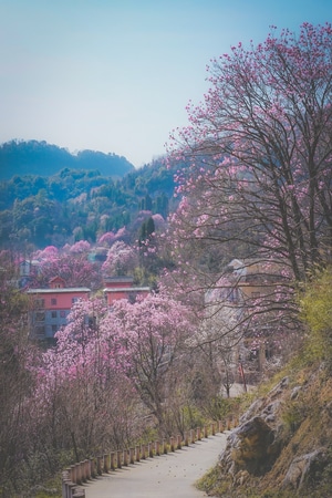 旅游-街拍-7日打卡挑战-人间百味-我的2019 图片素材