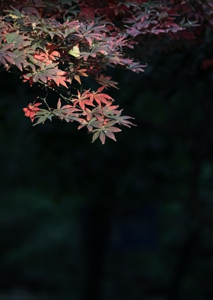 成都-青羊宫-望江公园-川大望江校区-尼康 图片素材