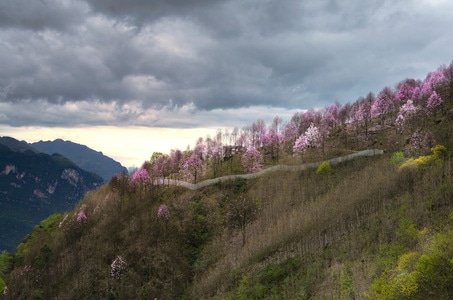 尼康-旅游-辛夷花-九皇山-江油 图片素材