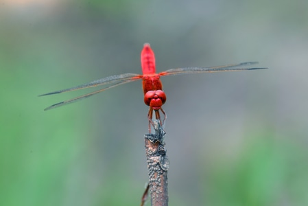 我的2019-红蜻蜓-蜻蜓-昆虫-自然 图片素材