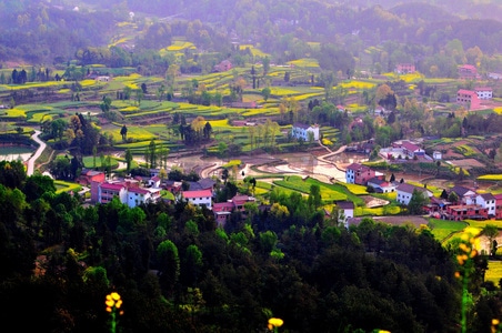 黄色-油菜花-春天-汉中-风景 图片素材