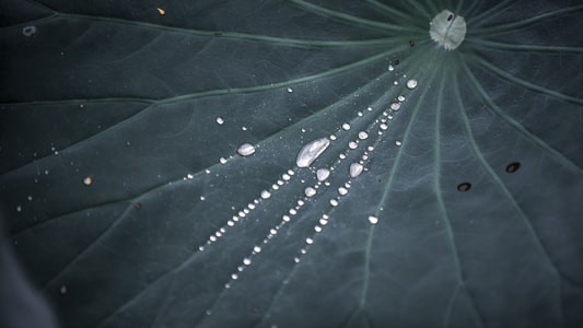 清风荷韵-色彩-荷花-蜘蛛网-雨伞 图片素材