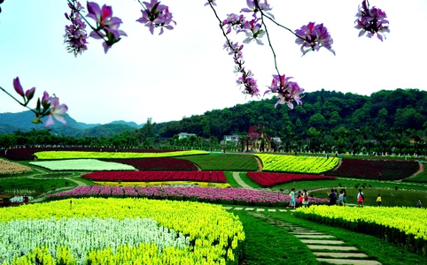 旅游胜地-长宁-花海-花-花海 图片素材