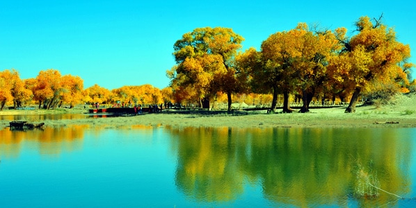 摄影-旅游-彩林-风景-额济纳 图片素材