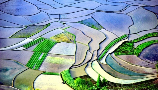 长宁县-大自然-油菜花-大地-田 图片素材