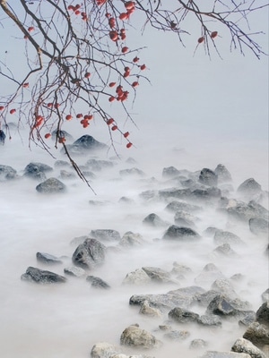 海边-艺术摄影-风景-树枝-红果 图片素材