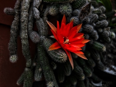 艺术摄影-植物-植物-仙人掌-花 图片素材