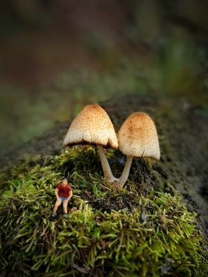 你好2020-艺术摄影-菇类-菇-小人国 图片素材