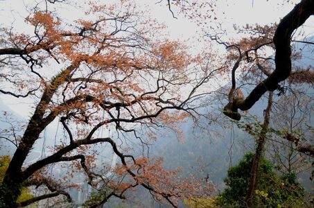 旅行-静物-文城大会岭-风景-植物 图片素材
