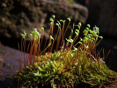 你好2020-微观世界-艺术摄影-苔藓-葫芦藓 图片素材