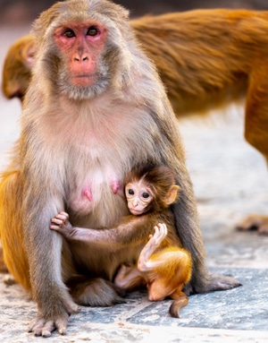 旅行-动物-自然-动物-猴 图片素材