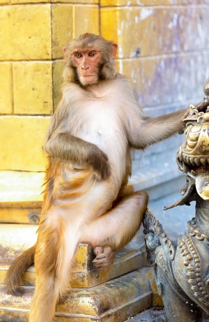 旅行-动物-自然-动物-猴 图片素材