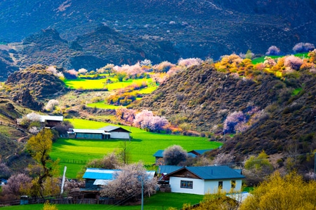 丙察察-色彩鲜艳-进藏路-桃花-风景 图片素材