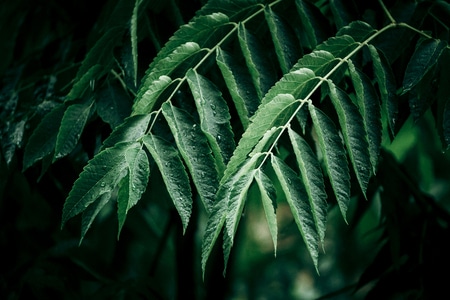 植物-街拍-抓拍-扫街-格调 图片素材