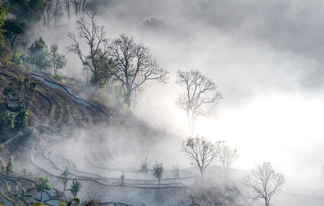 雾中梯田-梯田-风景-自然-雾 图片素材