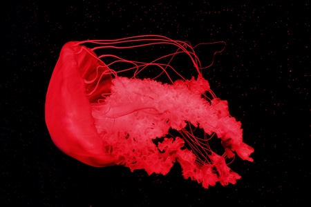 海洋生物-水母-色彩-海底-水母 图片素材