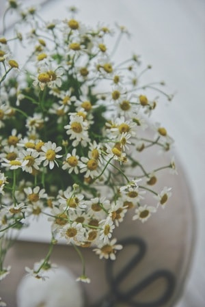 静物-唯美-空间-花艺-鲜花 图片素材