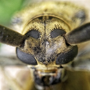 昆虫-微距-昆虫-复眼-眼睛 图片素材