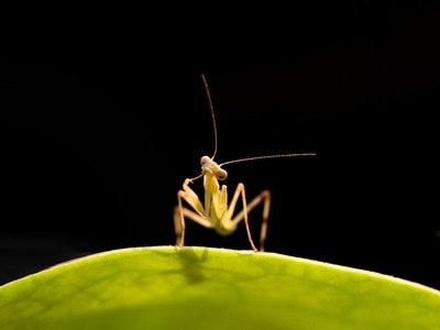 昆虫-微距-虫子-昆虫-螳螂 图片素材