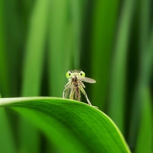 微观世界-微距-昆虫-叶-豆娘 图片素材