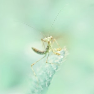 螳螂-微距-螳螂-昆虫-动物 图片素材